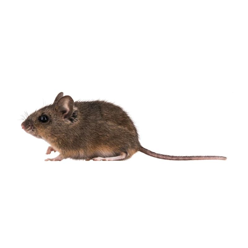 A mouse