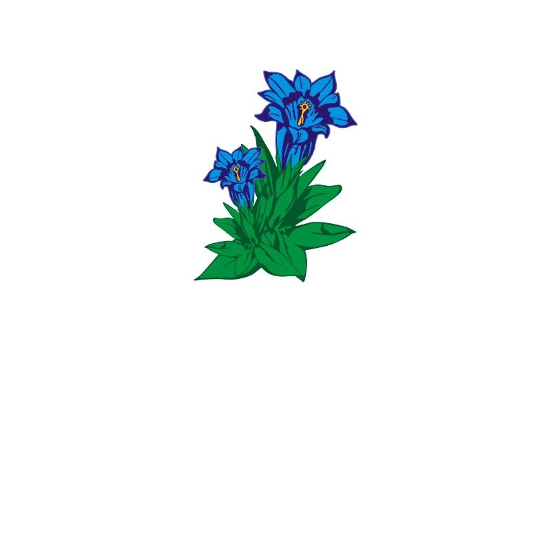 Enzian Bergblume Blume