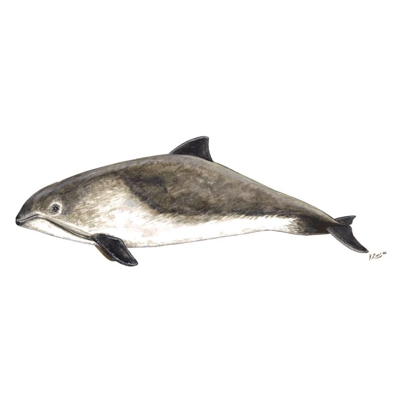Schweinswal Phocoena phocoena