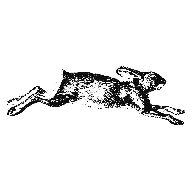 hase-rennt.png