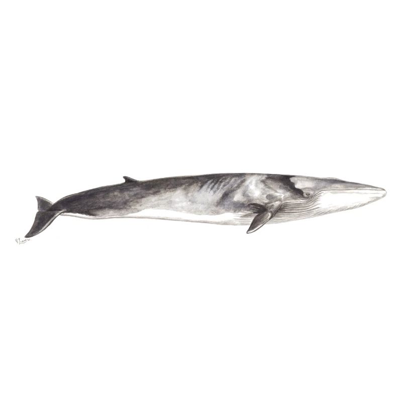 Finnwal Balaenoptera physalus