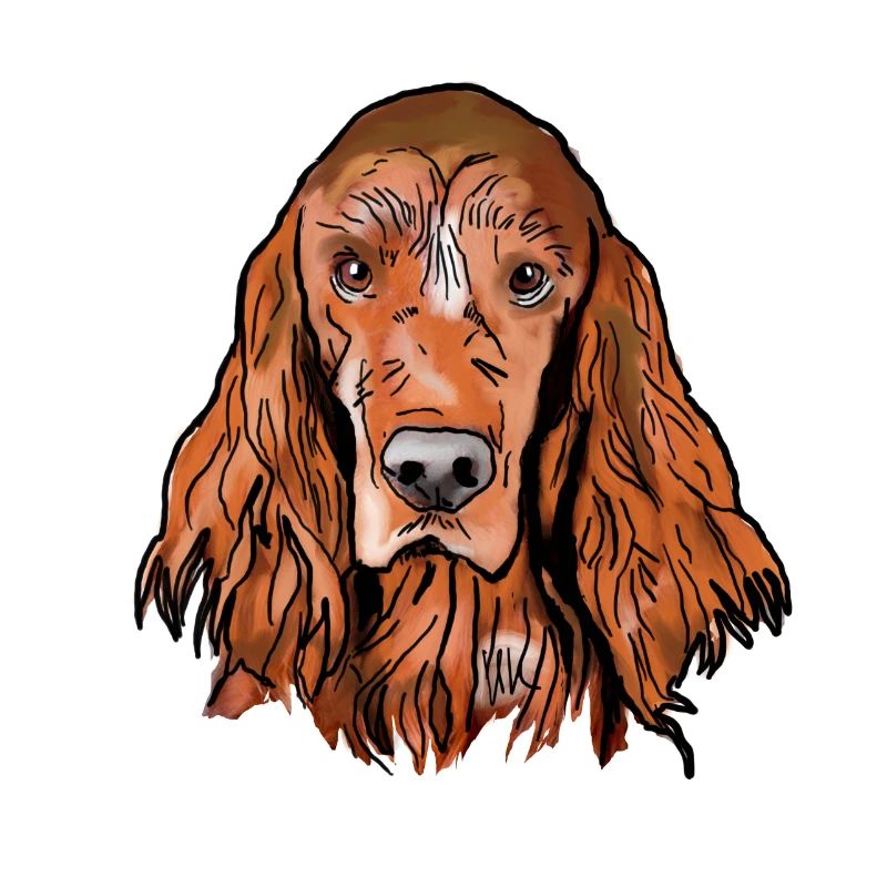 Irish Setter