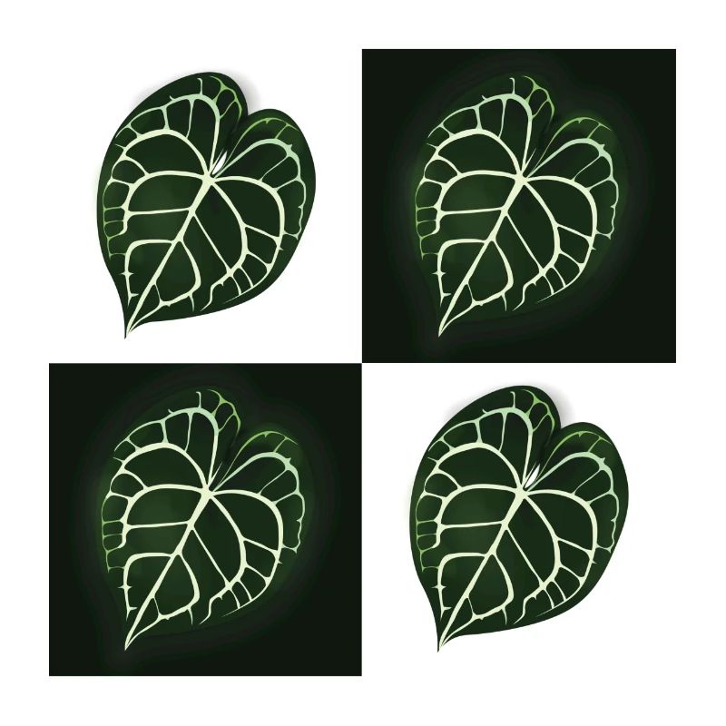 Anthurium Clarinervium