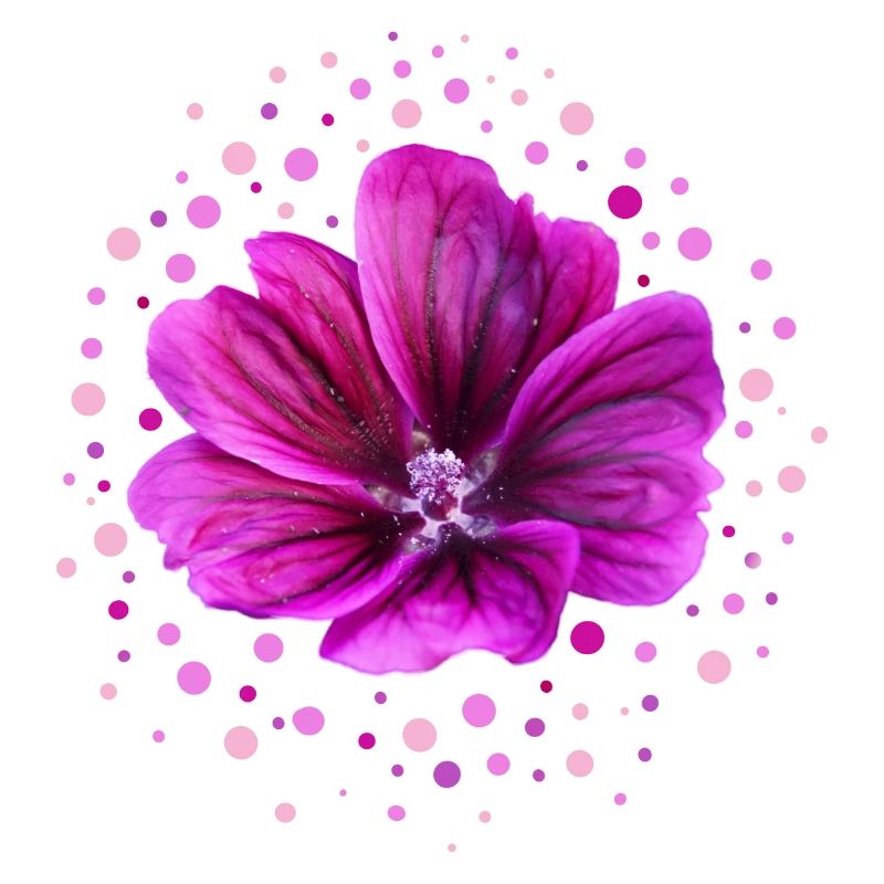 Malve lila Blüte