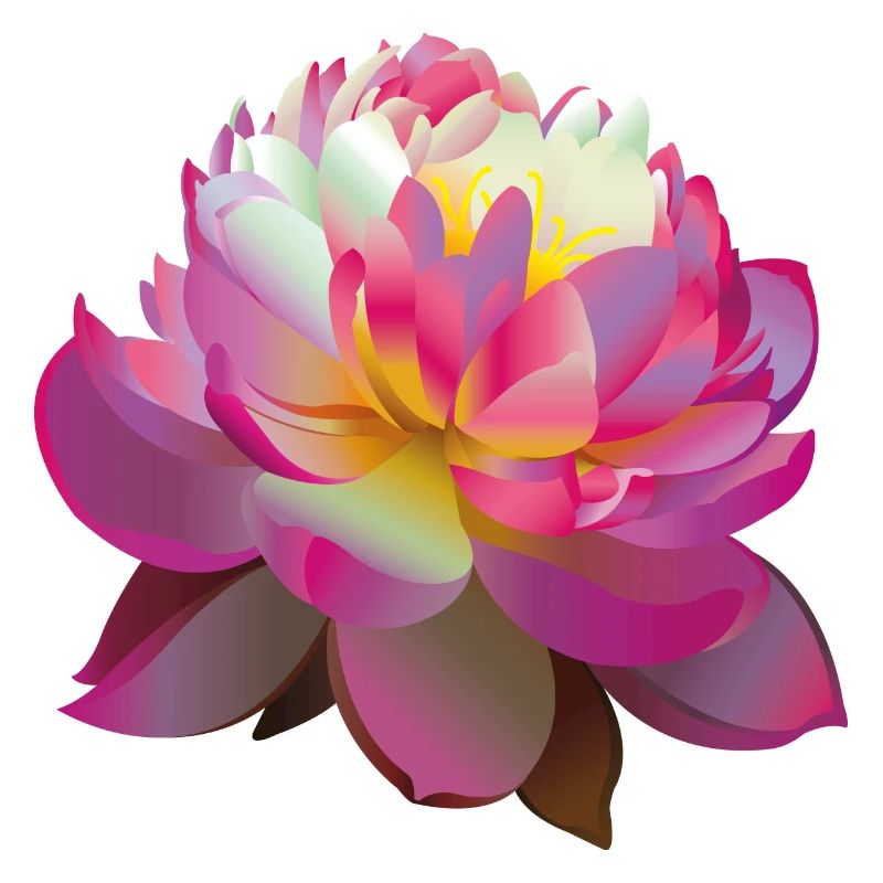Schöne rosa Lotusblume