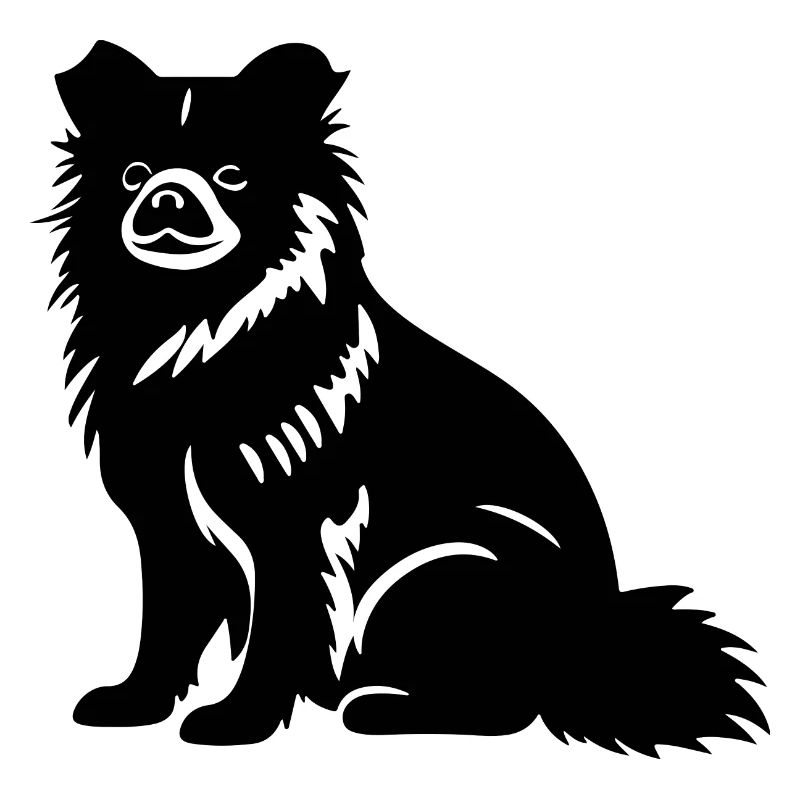 Zwergspitz Hund Pomeranian