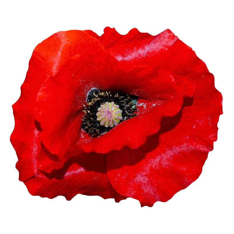 Mohn