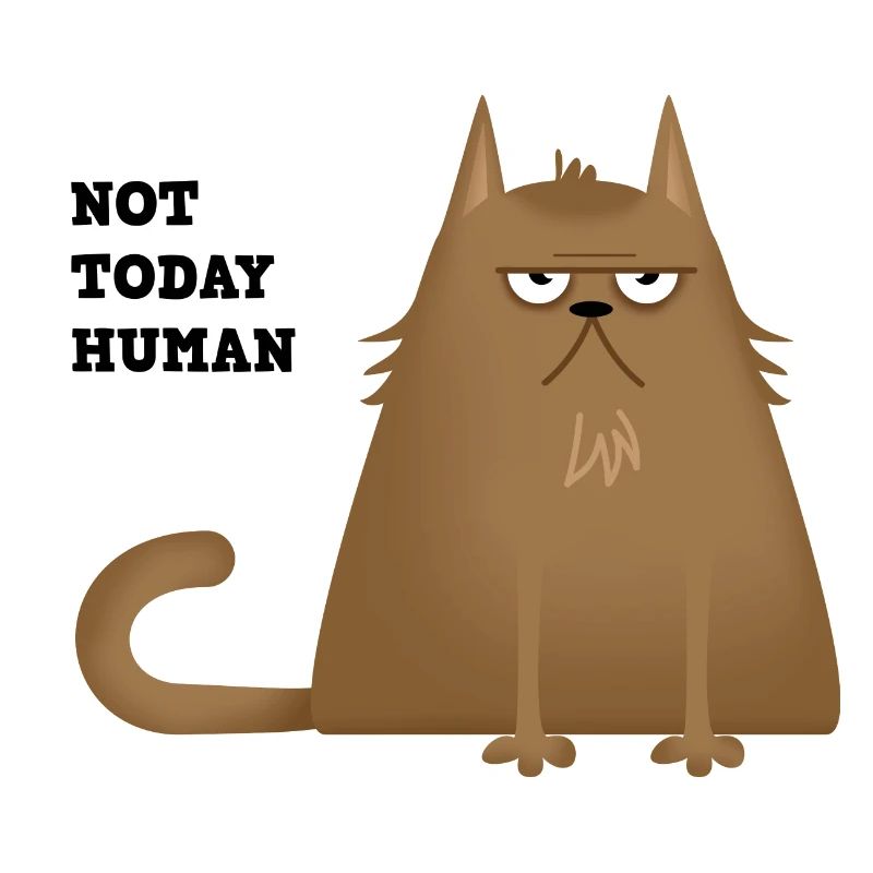 not today cat