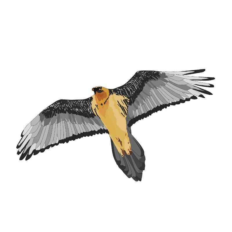 Bärtige Geier