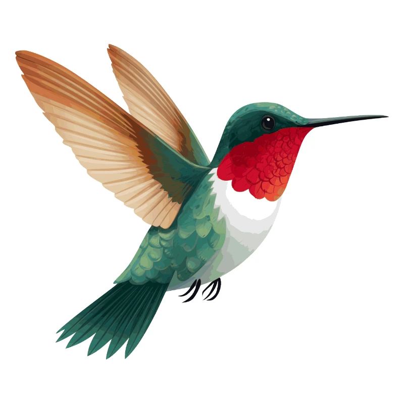 Kolibri