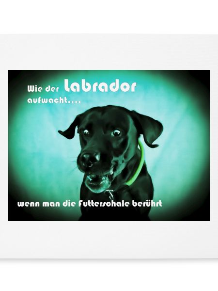 Hungriger Labrador