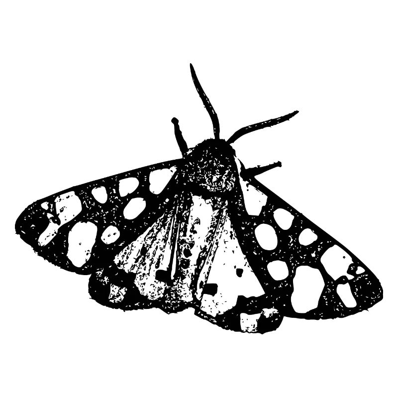 Papillon papillon Insecte
