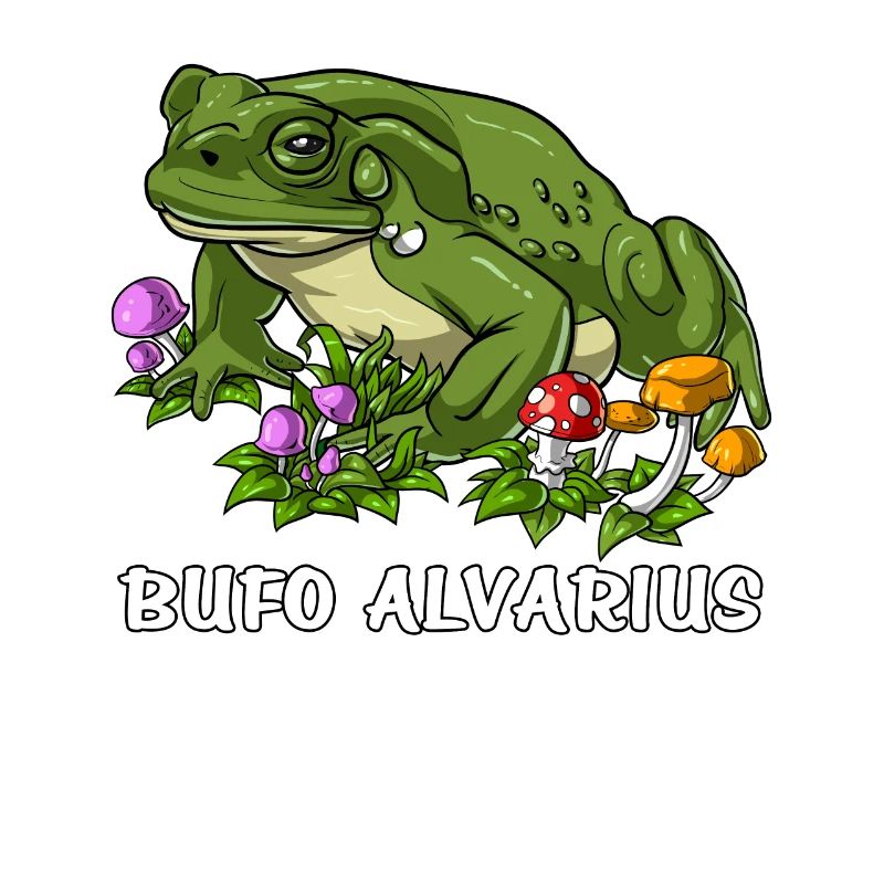 Bufo Alvarius Toad