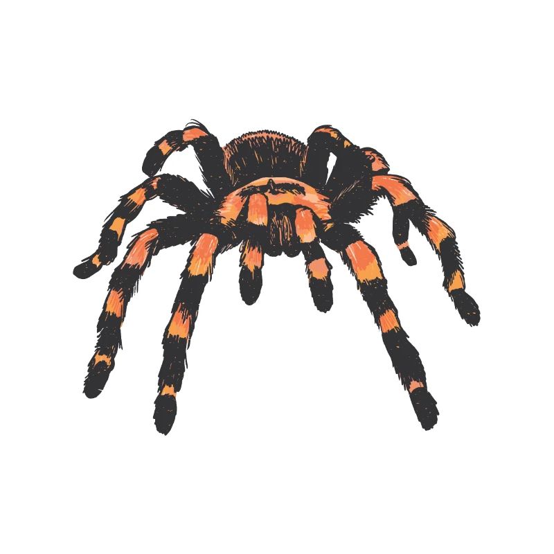 Vogelspinne Spinne Spinnen