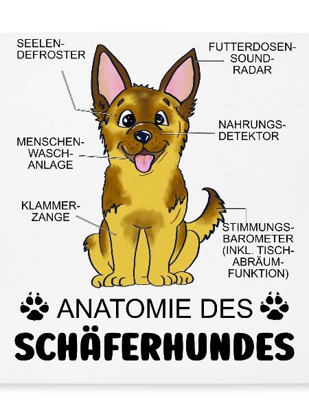 Anatomie des Schäferhundes