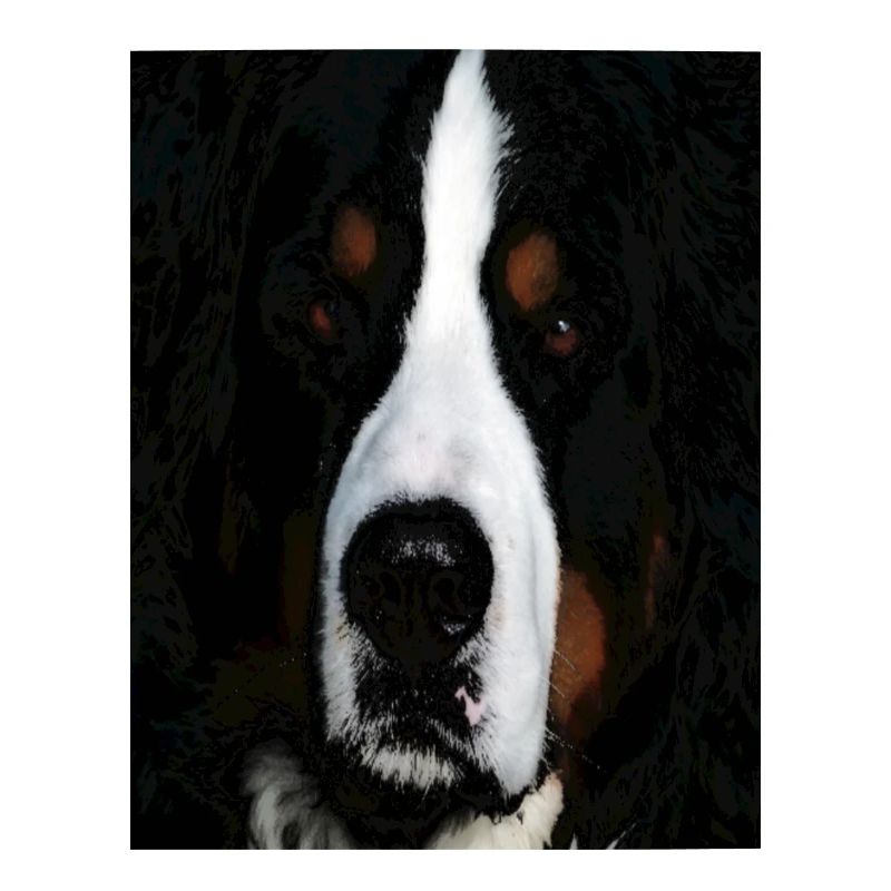 Berner Sennenhund