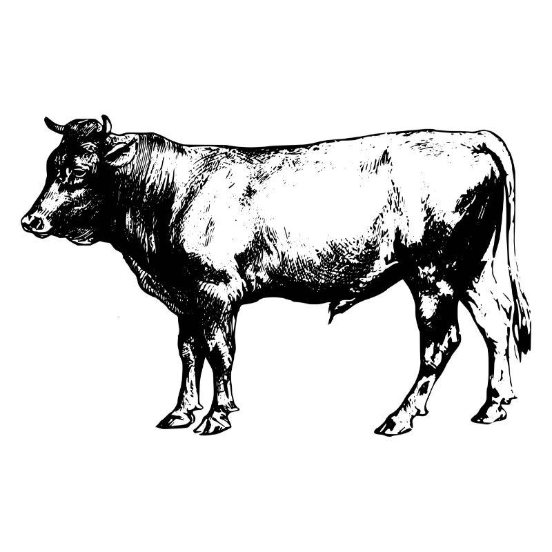 cow64