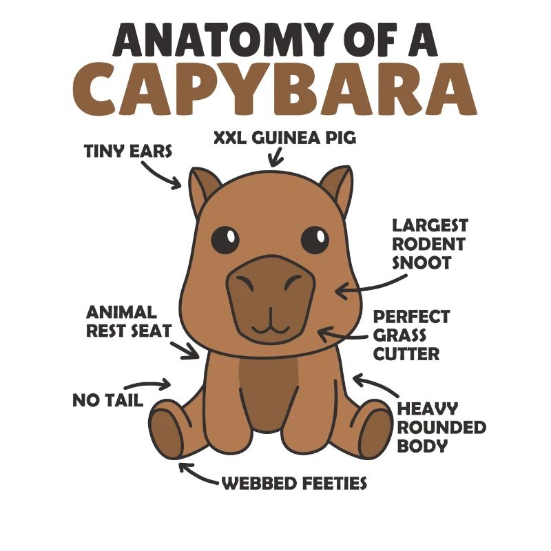 Explication du capybara doux Anatomie d’un capybara