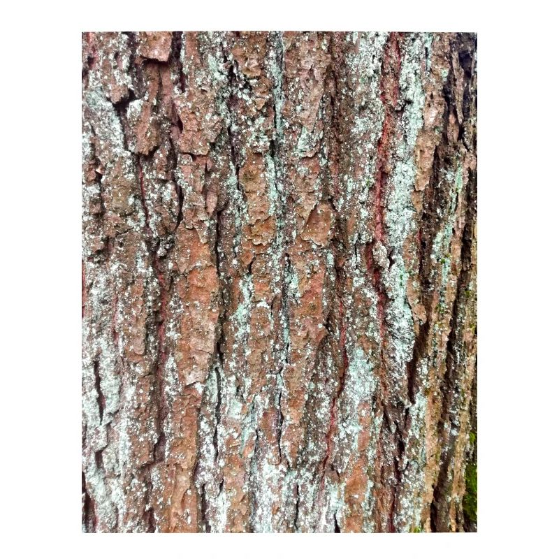 Baum, Holz, Borke, Rinde, Muster