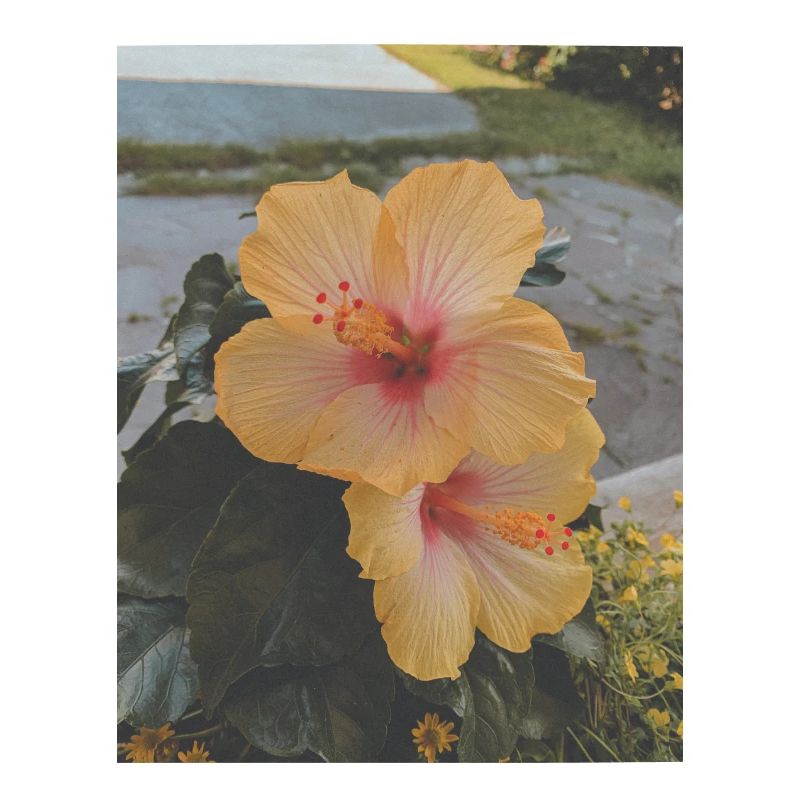 HIBISCUS BLÜTEN
