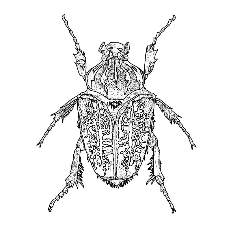 Kaefer: Goliathkäfer, Skarabäus