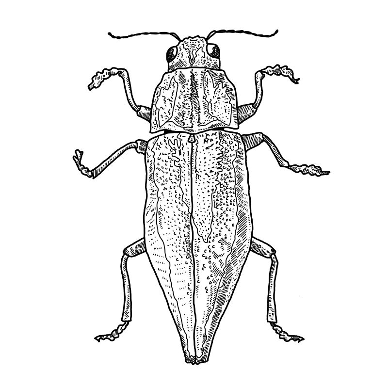 Prachtkäfer / Buprestidae