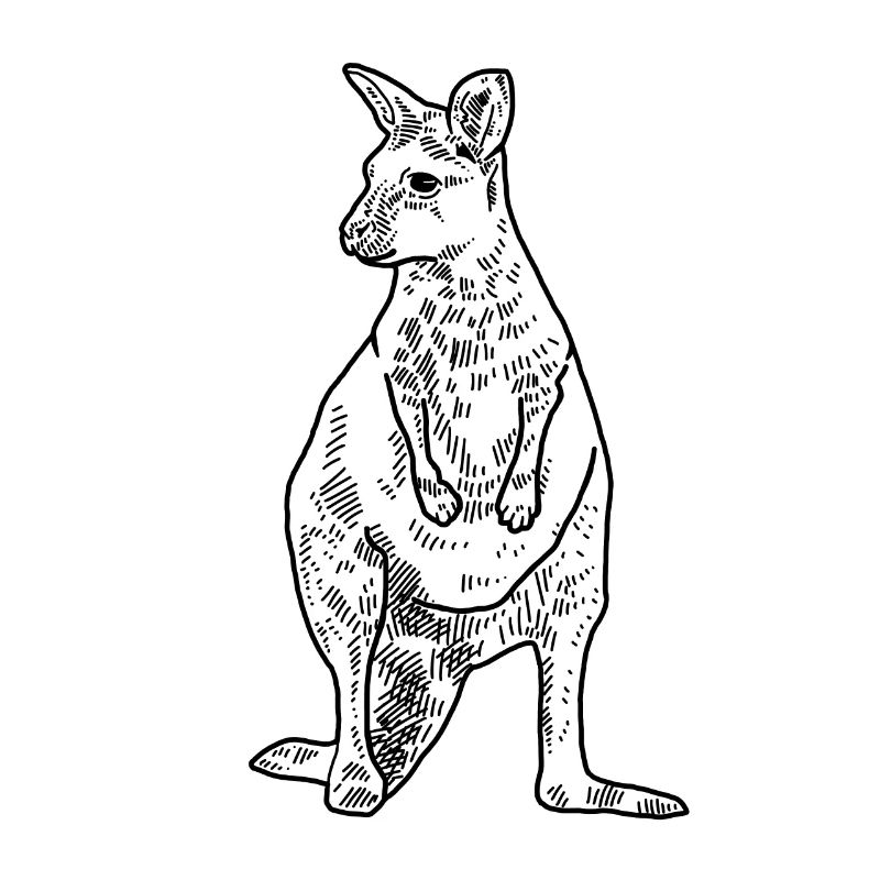 Wallaby