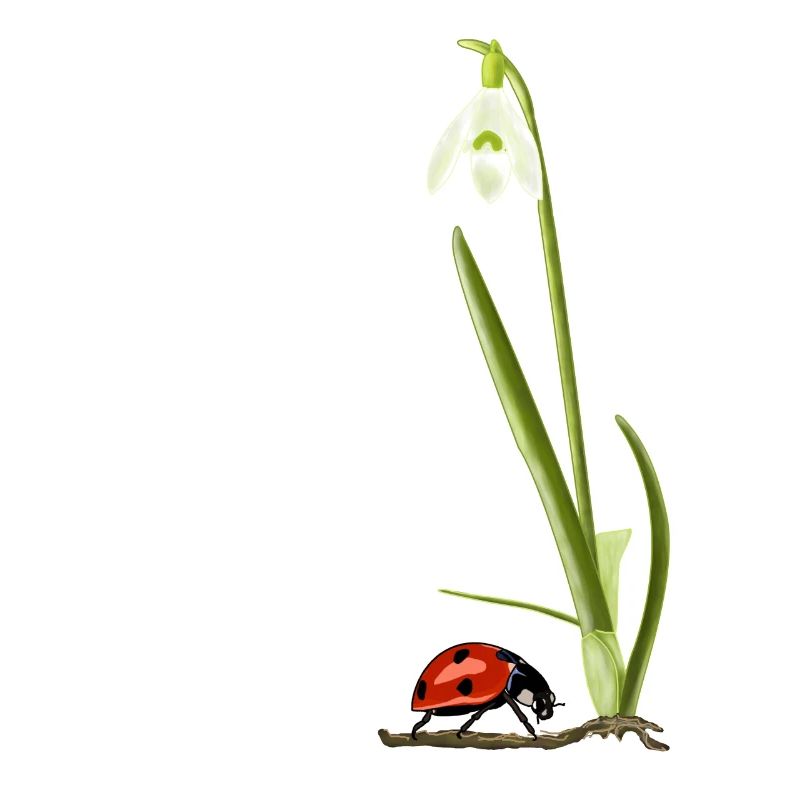 Frühling, Schneeglöckchen, Marienkäfer