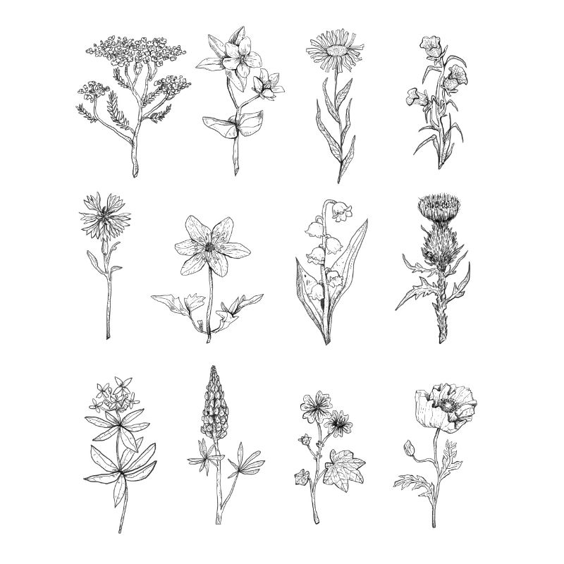 Wildblumen Line Art
