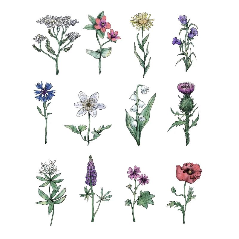 Verschiedene Wildblumen