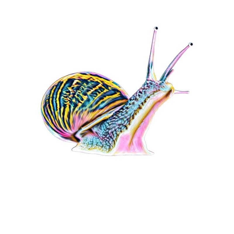 Schnecke