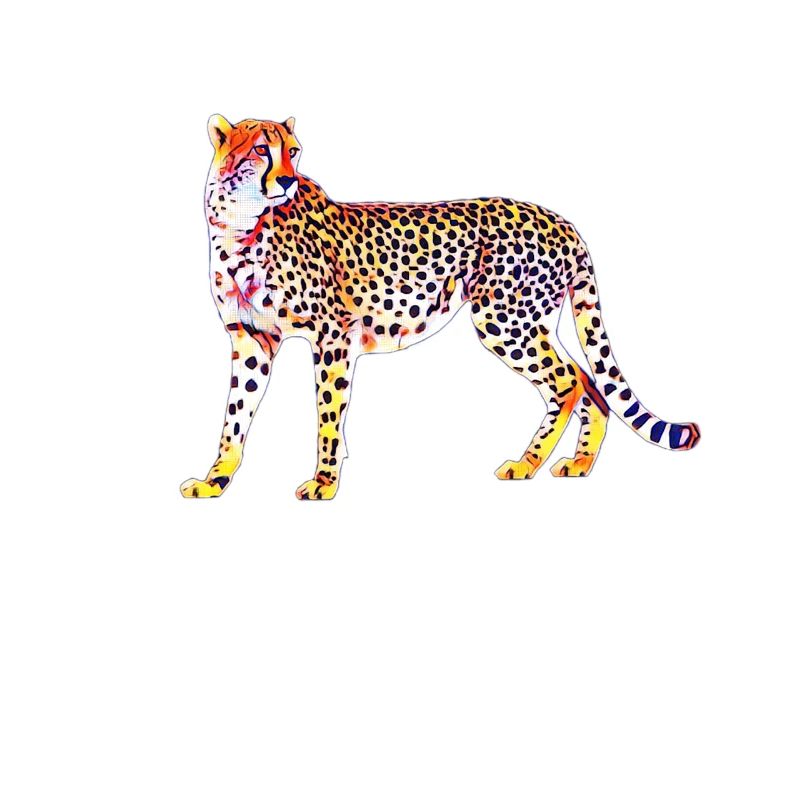 cheetah