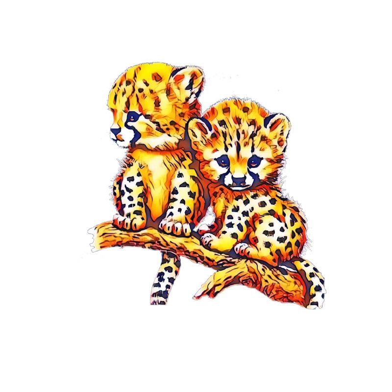 Cheetahs
