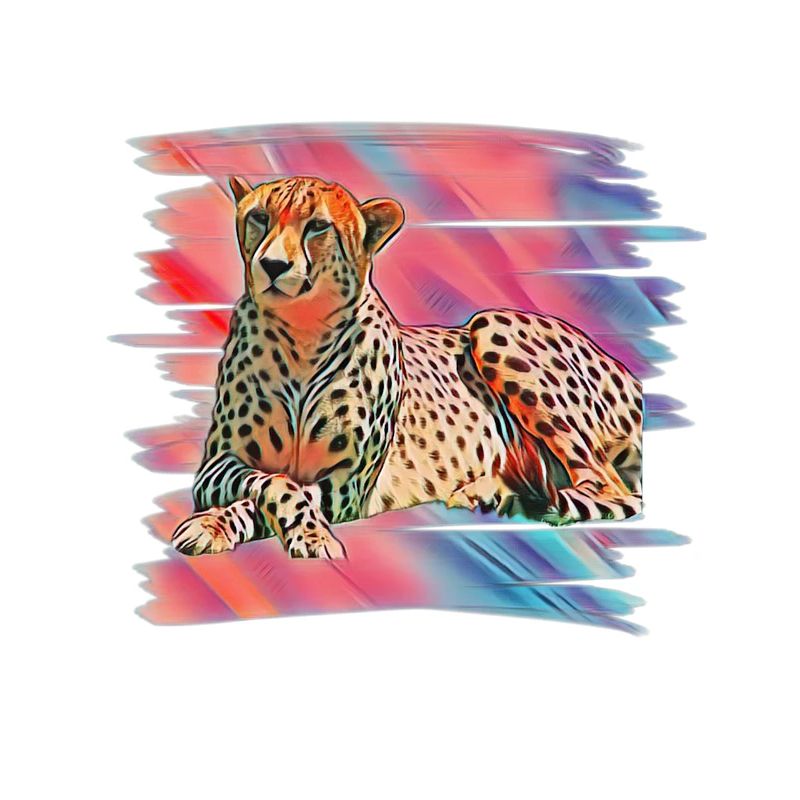 cheetah