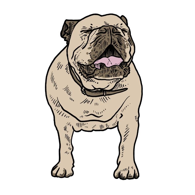 Bulldogge