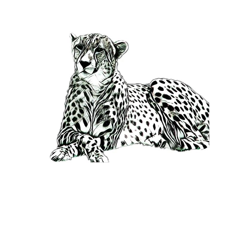 Cheetah