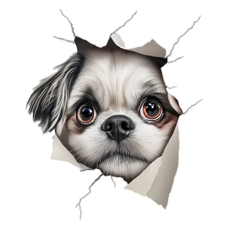 Shih Tzu