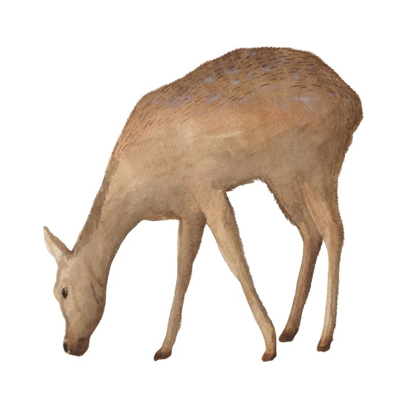 Roe deer