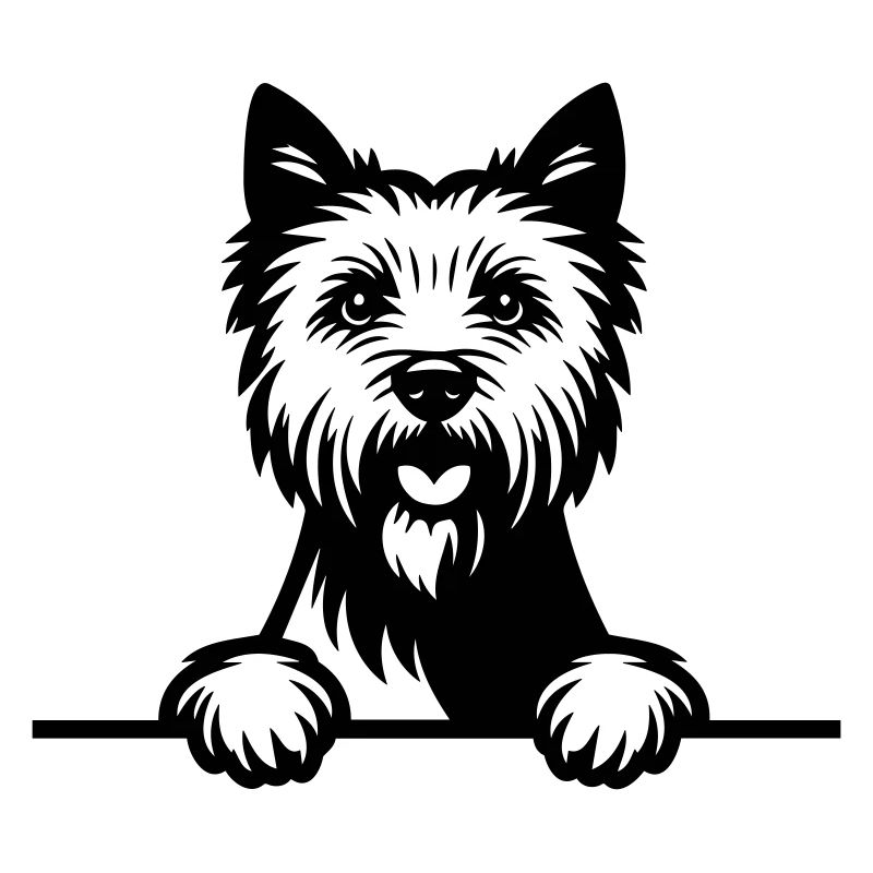 Norwich Terrier