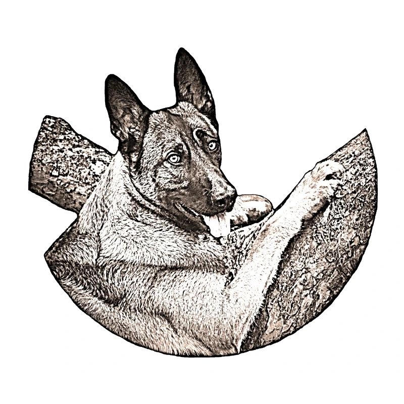 Malinois B1