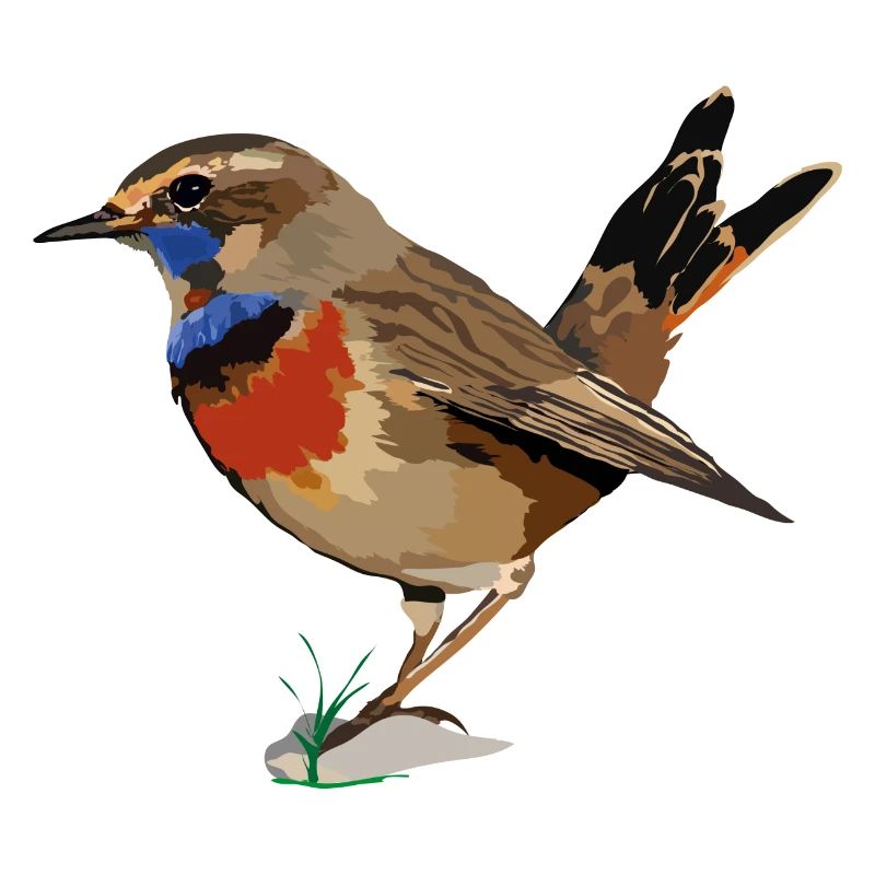 Blaukehlchen_Luscinia svecica