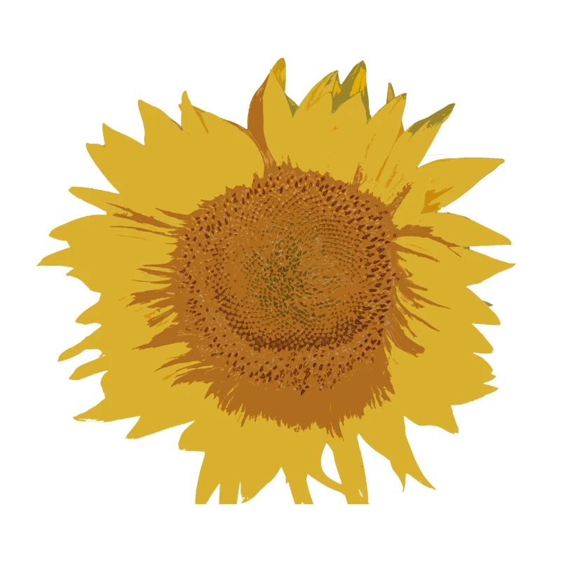 Sonnenblume