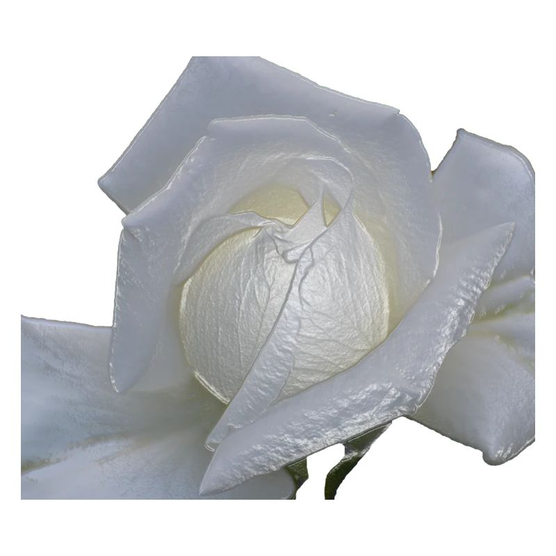 rose weiss