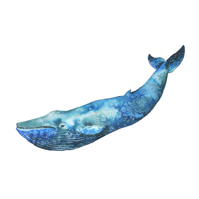 WHALE