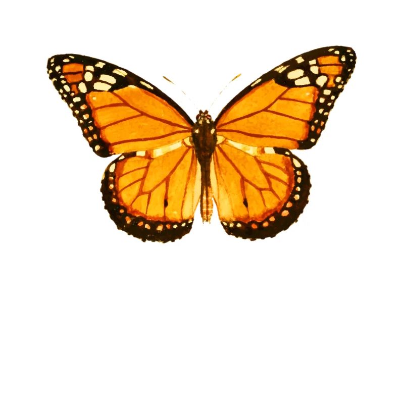 Schmetterling Lepidoptera Insektenkunde