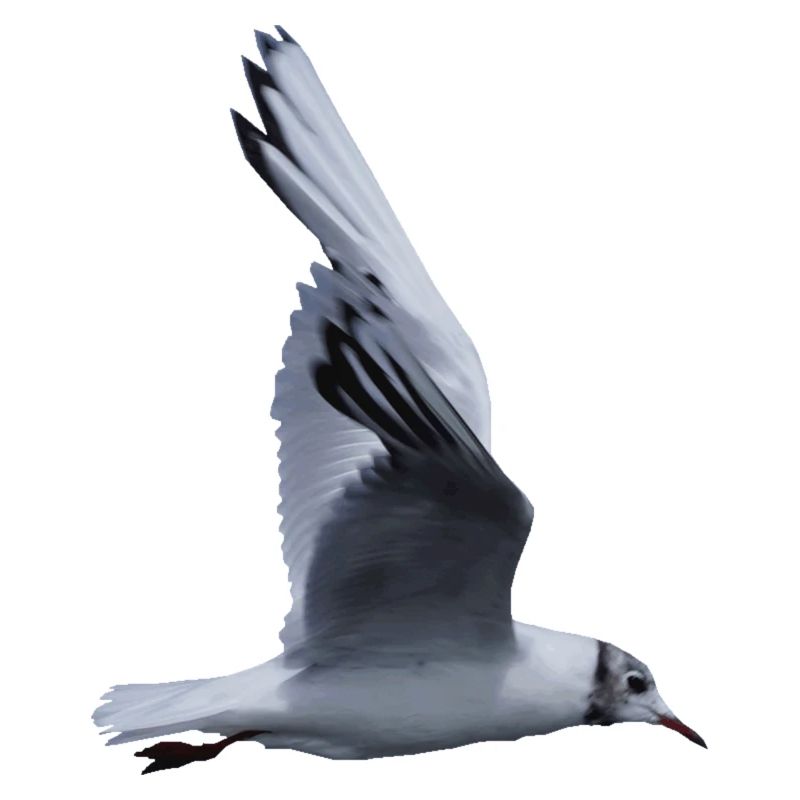 Eine fliegende Möwe