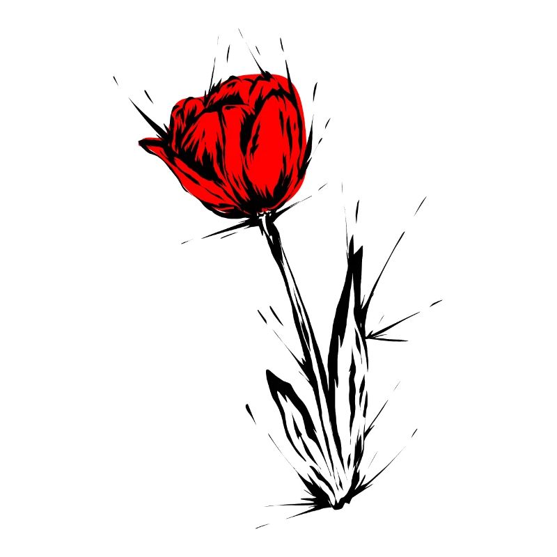 Tulpe