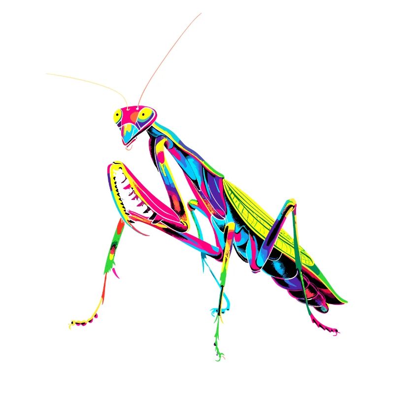 Praying Mantis Praying Mantis Love Mantis