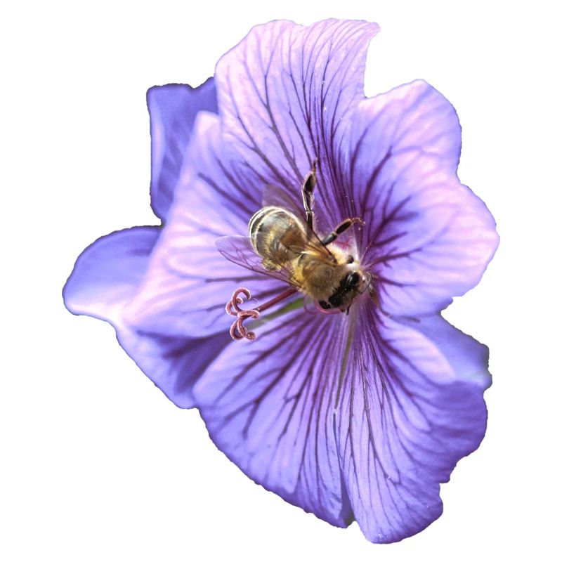 Violette Blüte mit Biene