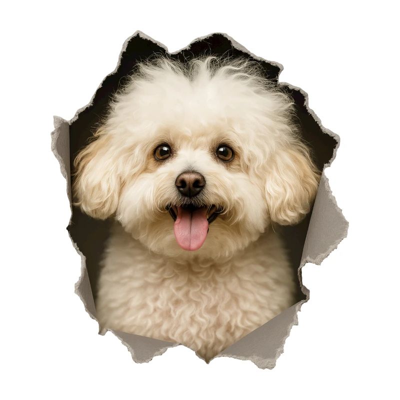 Bolognese Hund